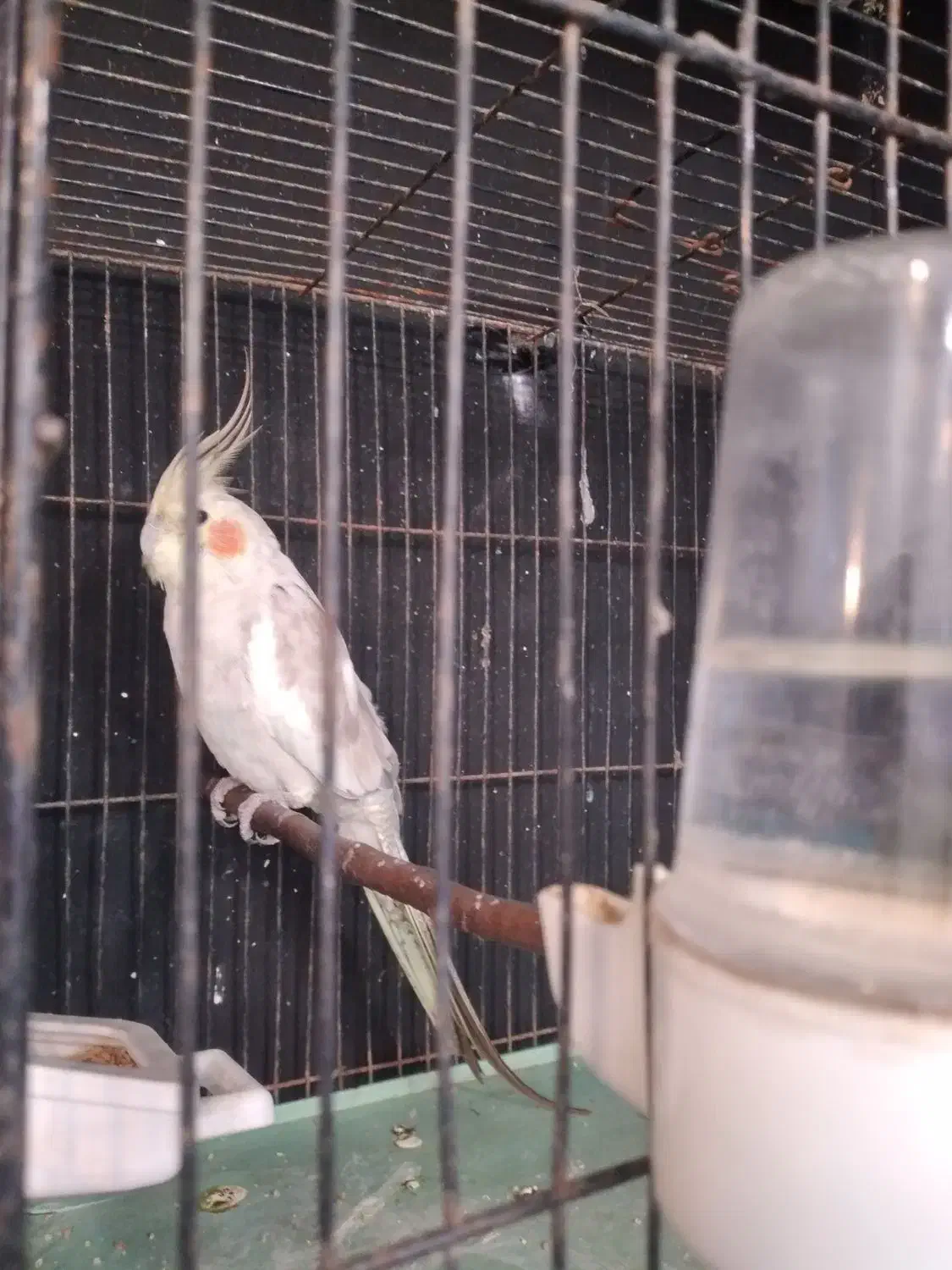 طوطی عروس نر|پرنده|خوشرودپی, |دیوار