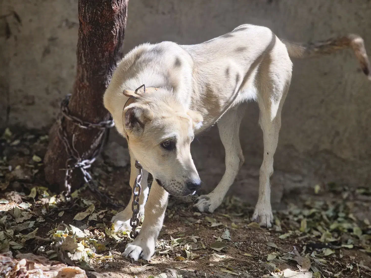 سگ گم شده|حیوانات|لار, |دیوار