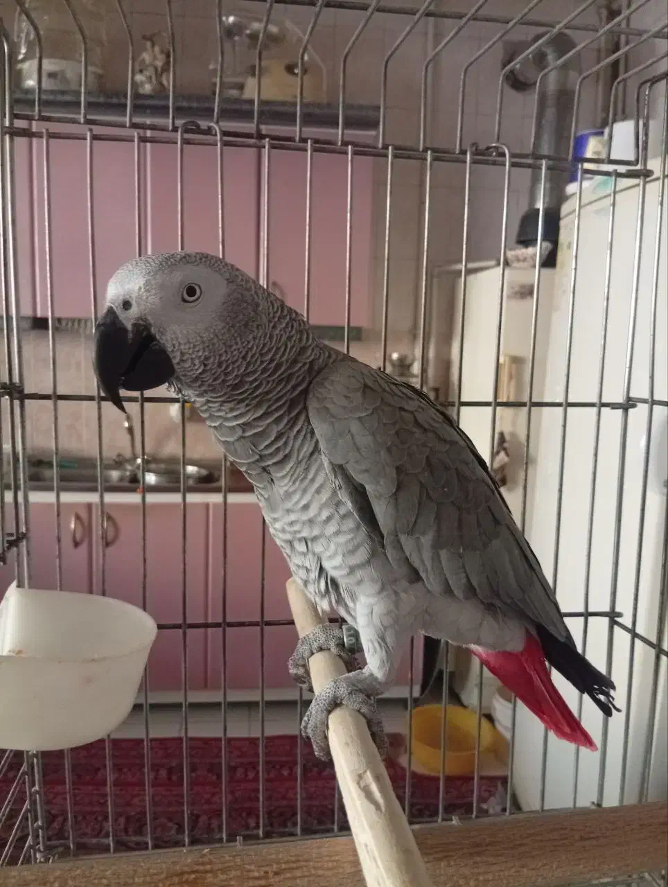 کاسکو نابغه مشهد|پرنده|تهران, شهرک استقلال|دیوار