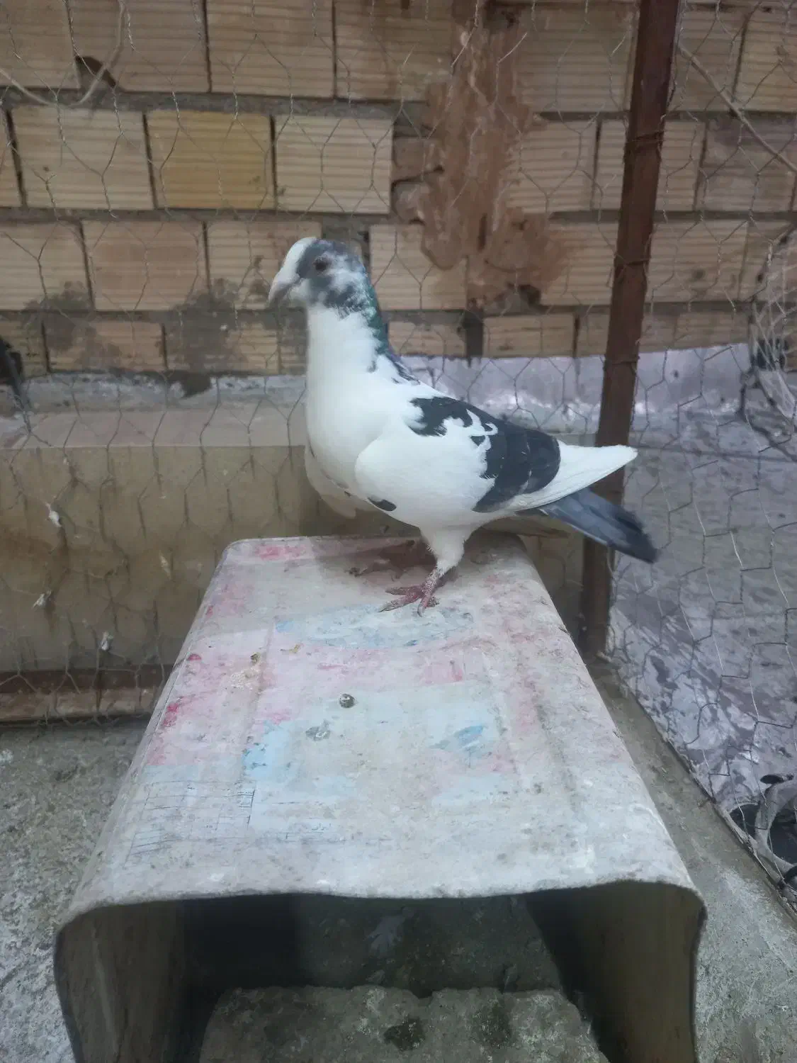 پلنگ|پرنده|سبزوار, امیر کبیر|دیوار