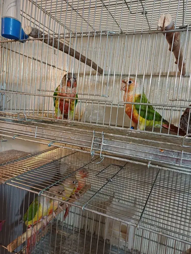 گرینچیک|پرنده|فولادشهر, B2|دیوار