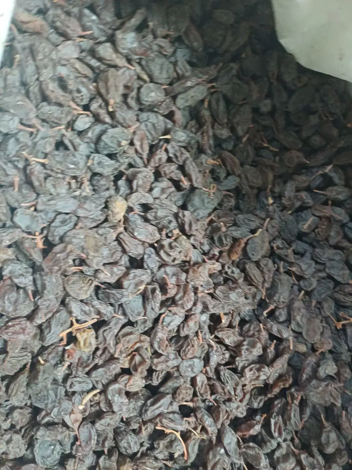 کشمش آفتابی ارگانیک ۱۹۰|خوردنی و آشامیدنی|اسلامشهر, زرافشان|دیوار