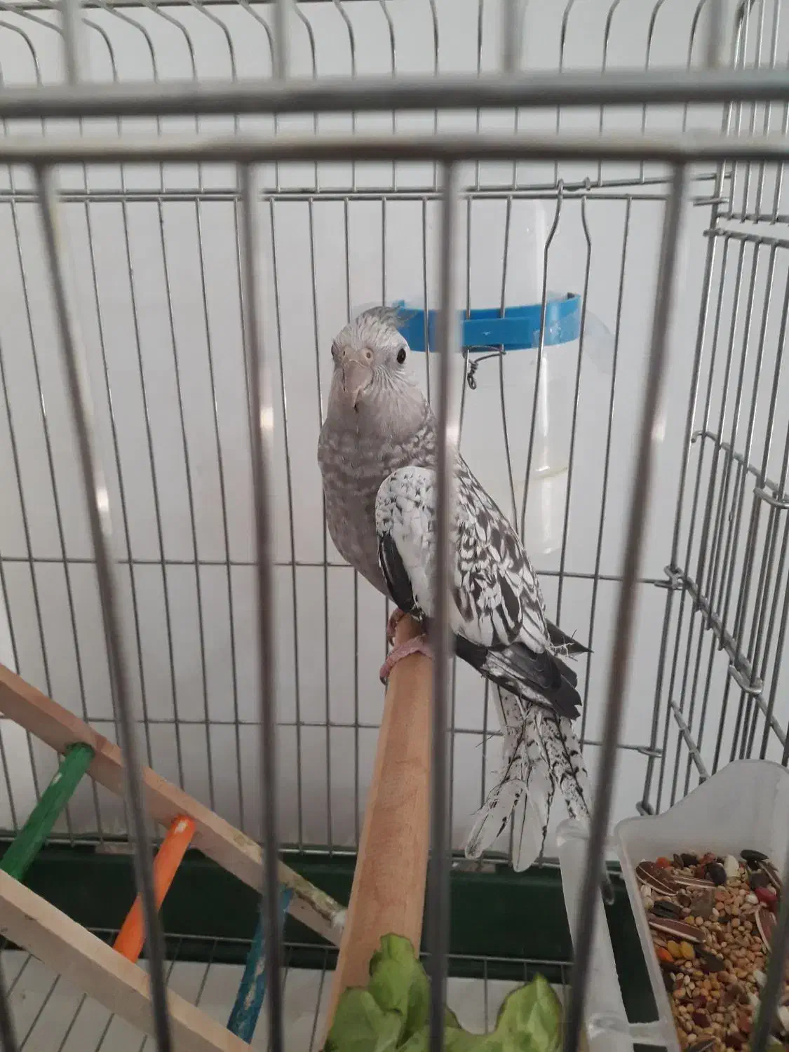 عروس هلندی ایزابلا دستی|پرنده|ایلام, |دیوار