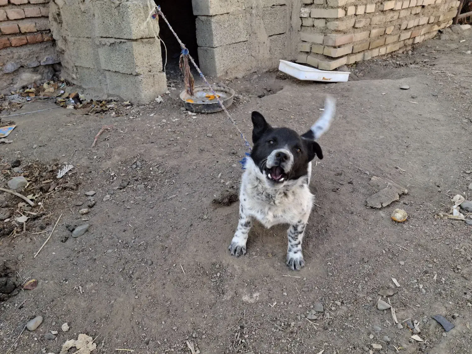 سگ پاکوتاه|حیوانات مزرعه|کوراییم, |دیوار