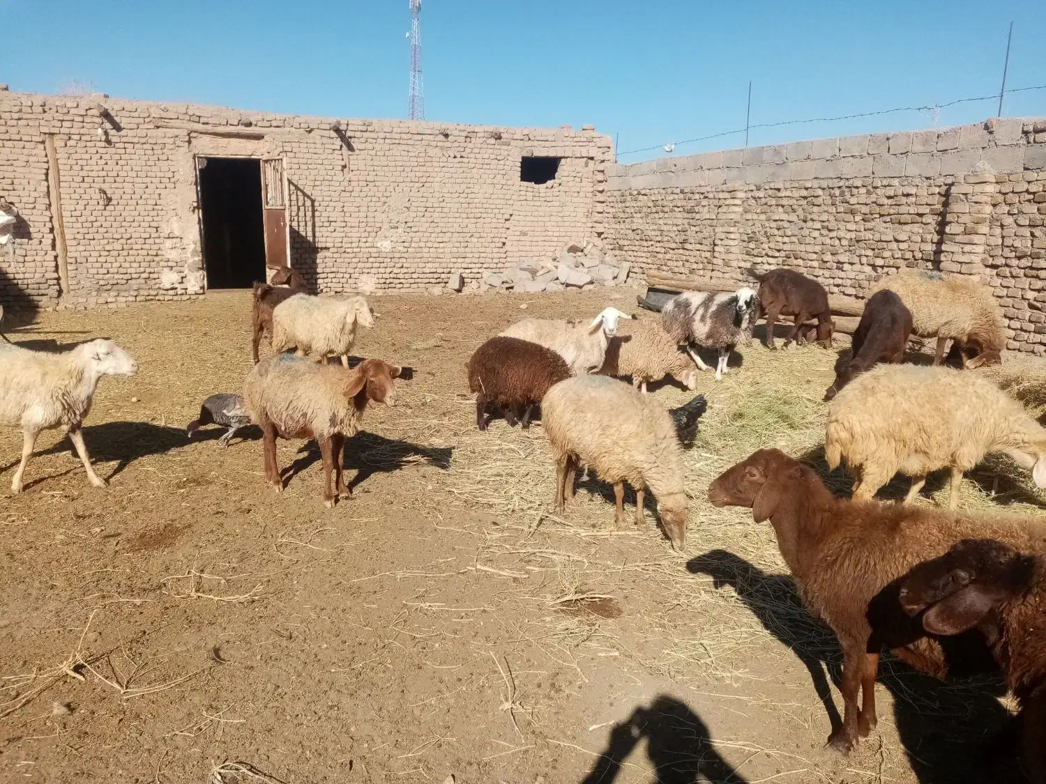 گوسفندداشتی|حیوانات مزرعه|نوده انقلاب, |دیوار