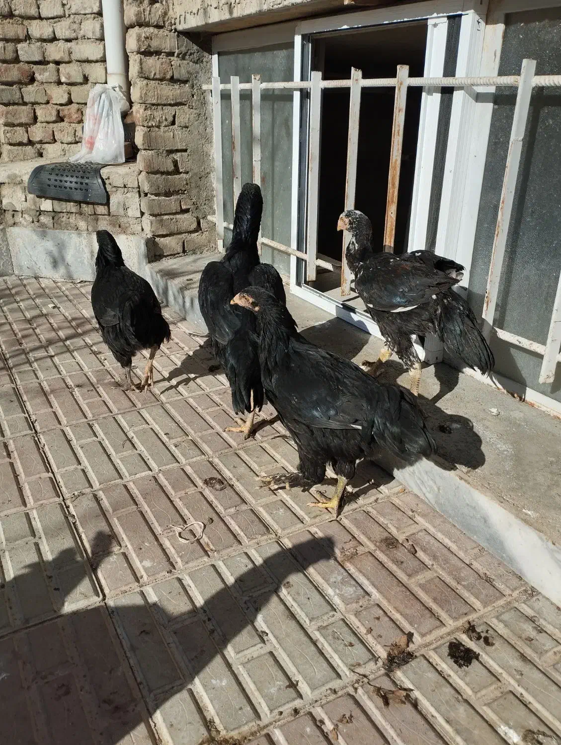 مرغ لاری با سه تا جوجه|حیوانات مزرعه|نقده, |دیوار