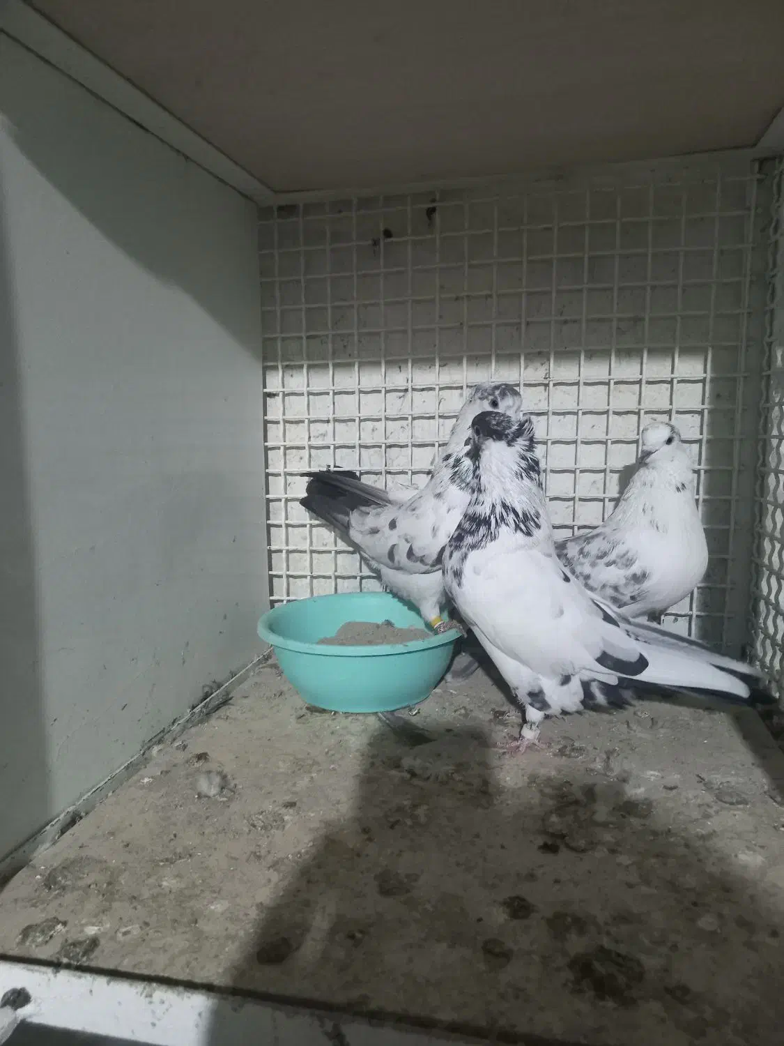 تهرانی|پرنده|بشاریات, |دیوار