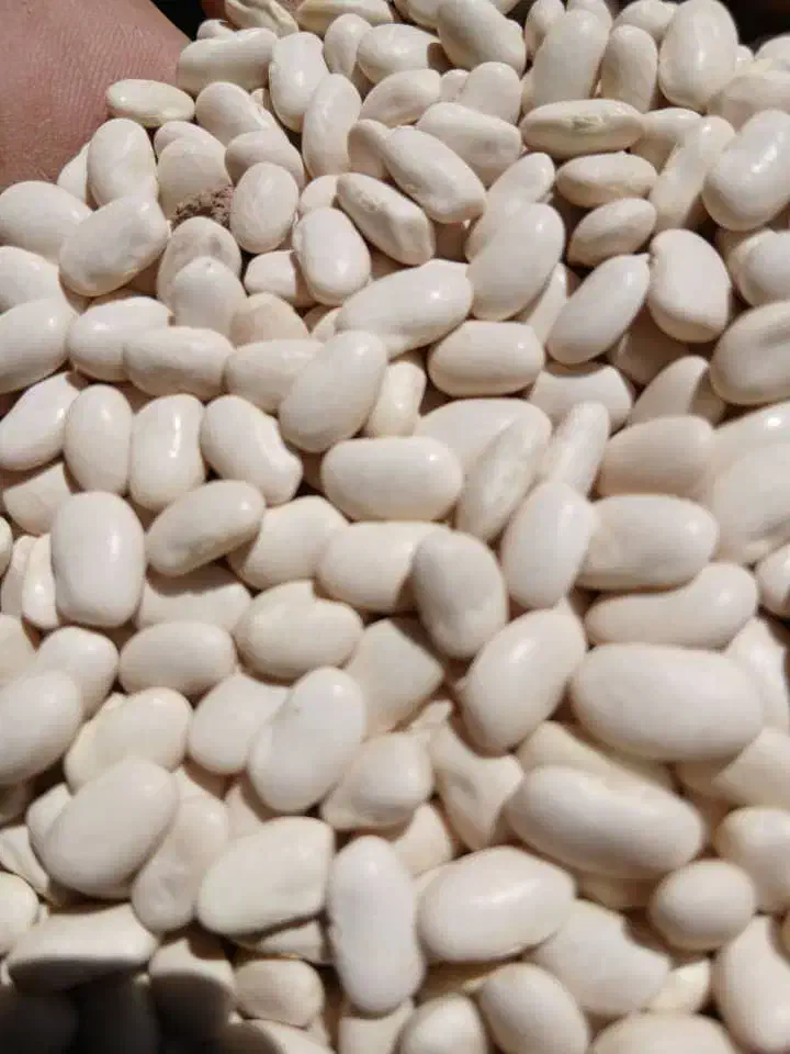 لوبیاسفید|خوردنی و آشامیدنی|بیرانوند, |دیوار