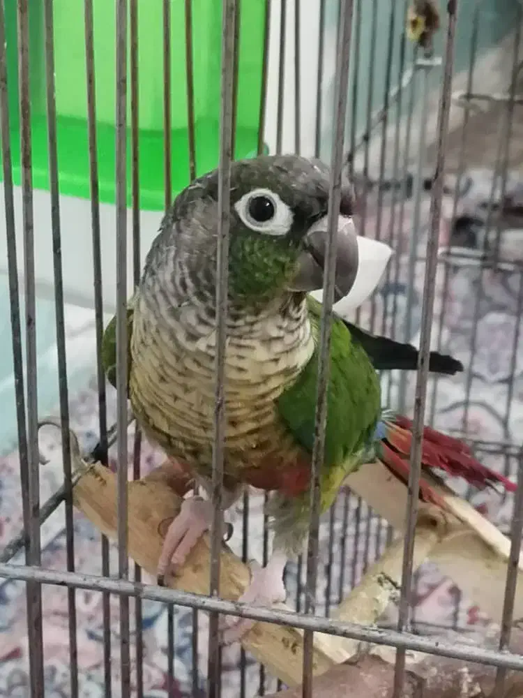 طوطی گرنچیک  سینه نارنجی  رام واهلی سخنگو|پرنده|برازجان, |دیوار