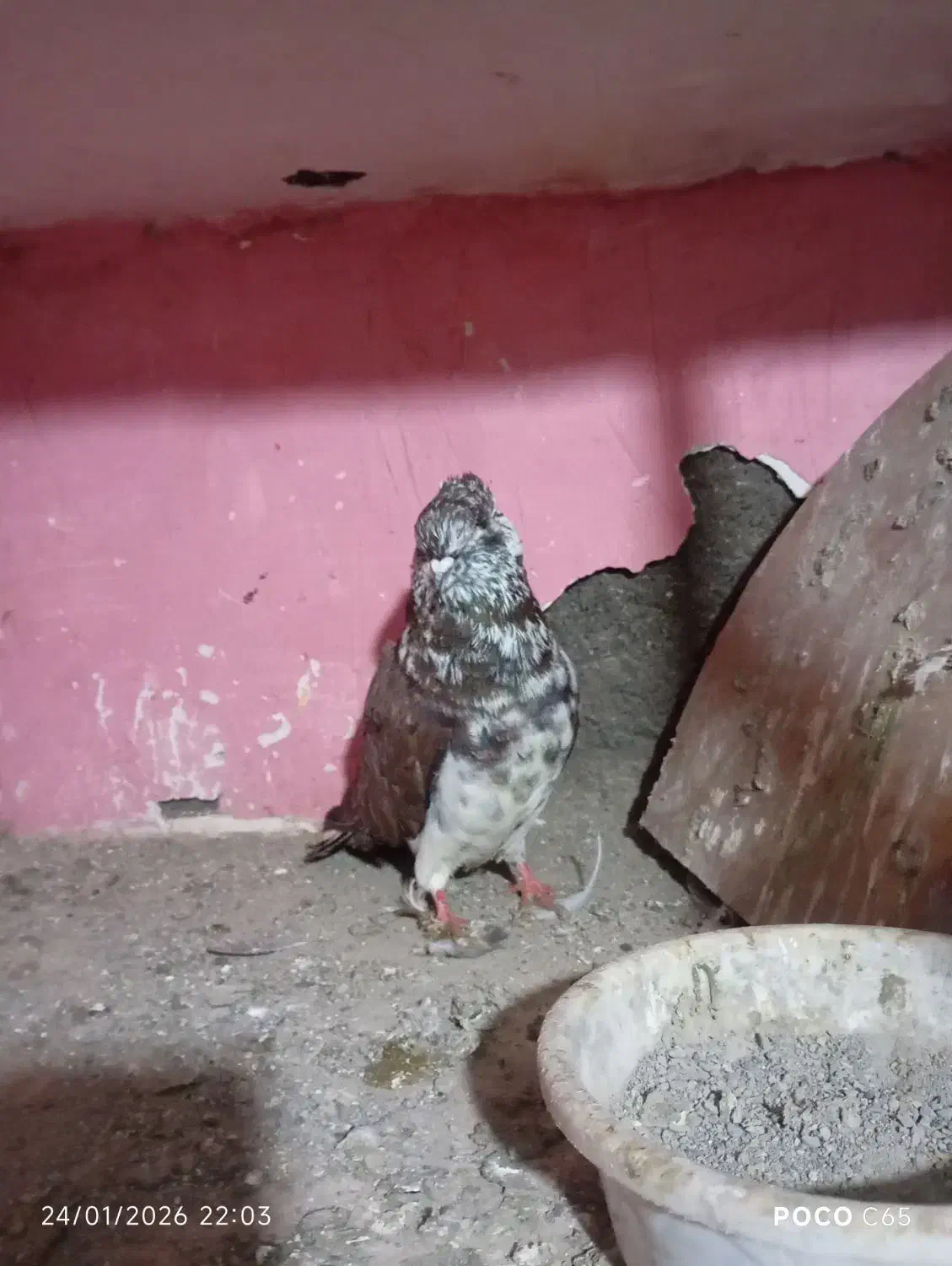 شکلاتی گرگی قاره|پرنده|سرخنکلاته, |دیوار