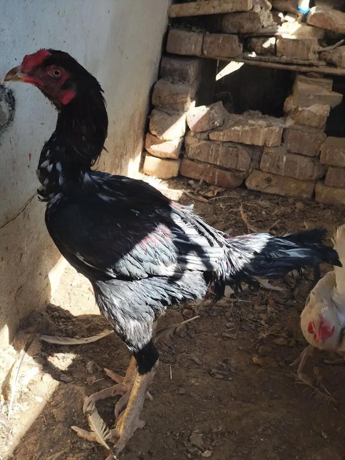 خروس لاری|حیوانات مزرعه|زاهدان, |دیوار