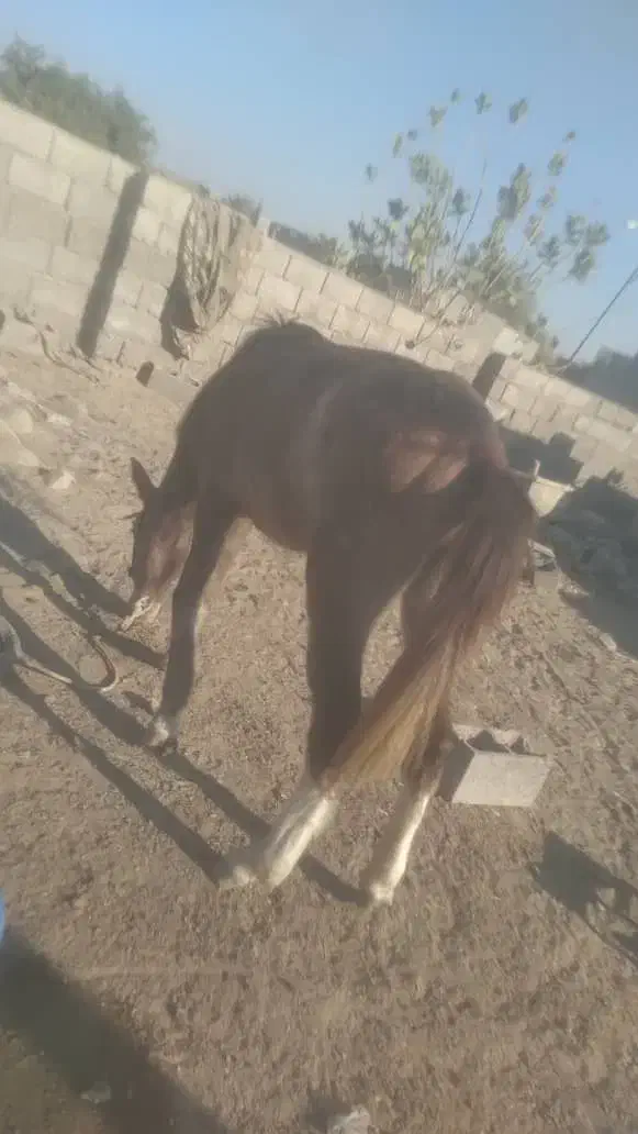 سالم|اسب و تجهیزات اسب‌سواری|میناب, |دیوار