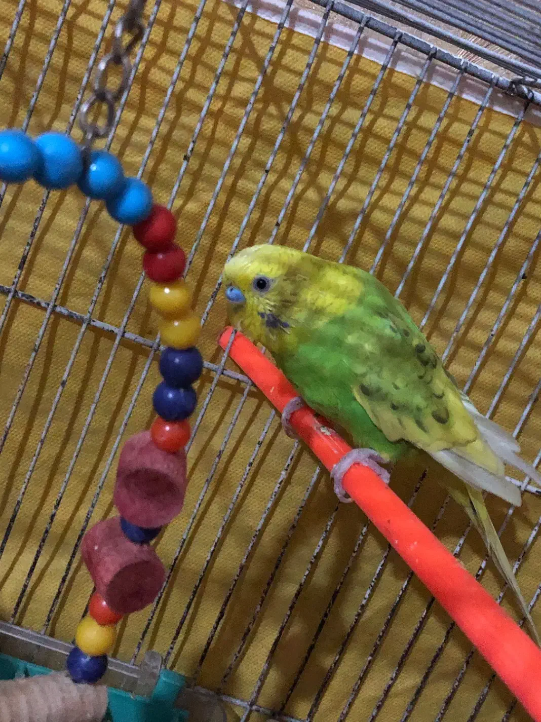 عروس هلندی ،مرغ عشق|پرنده|بجنورد, |دیوار