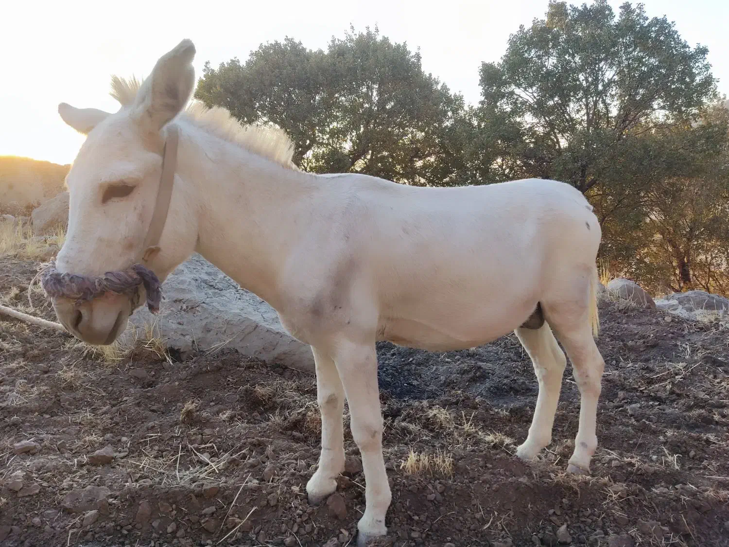 یک عدد الاغ|حیوانات مزرعه|کوه چنار, |دیوار