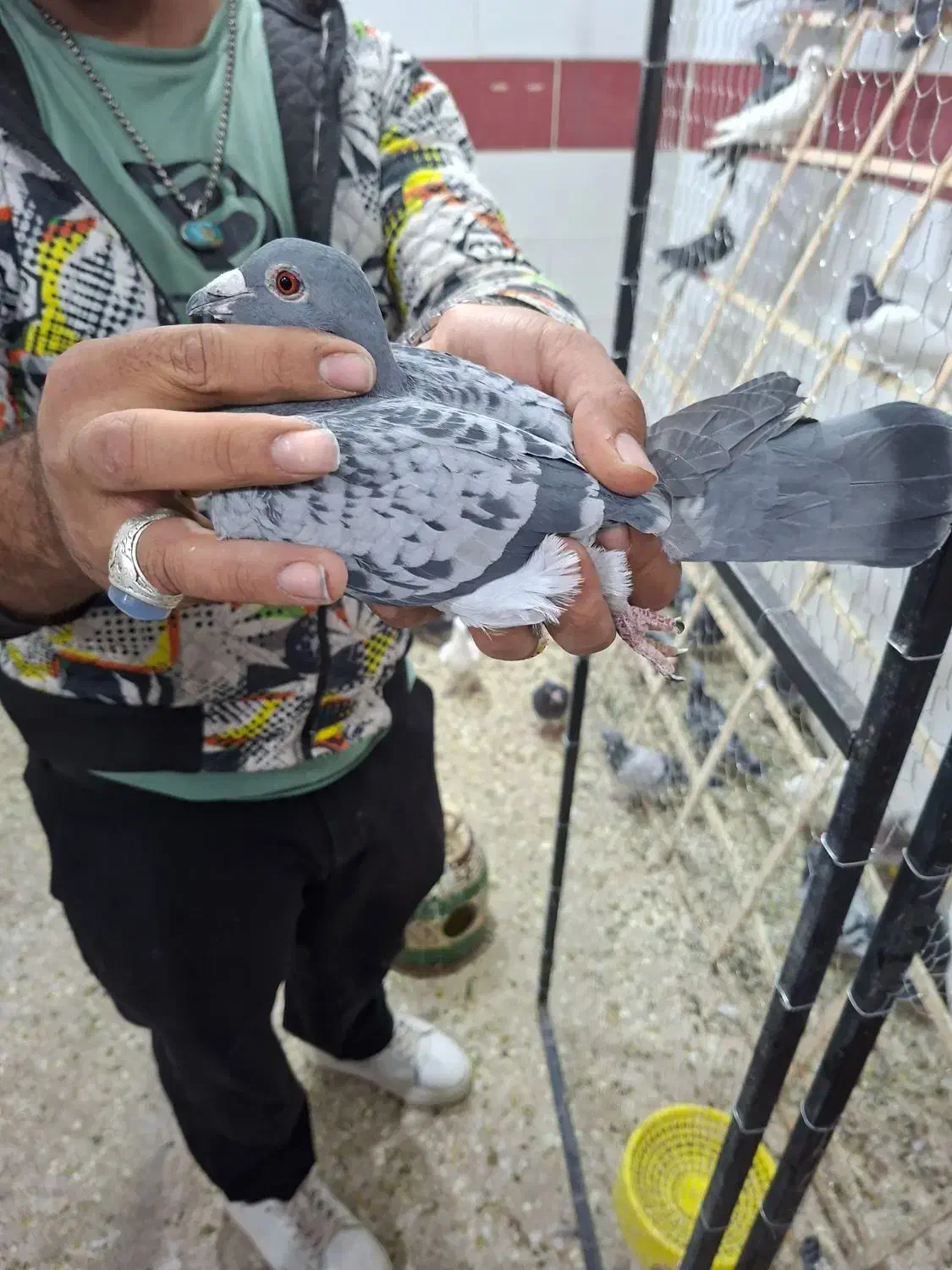 کفتر پلاکی جدید رسید|پرنده|یزد, |دیوار