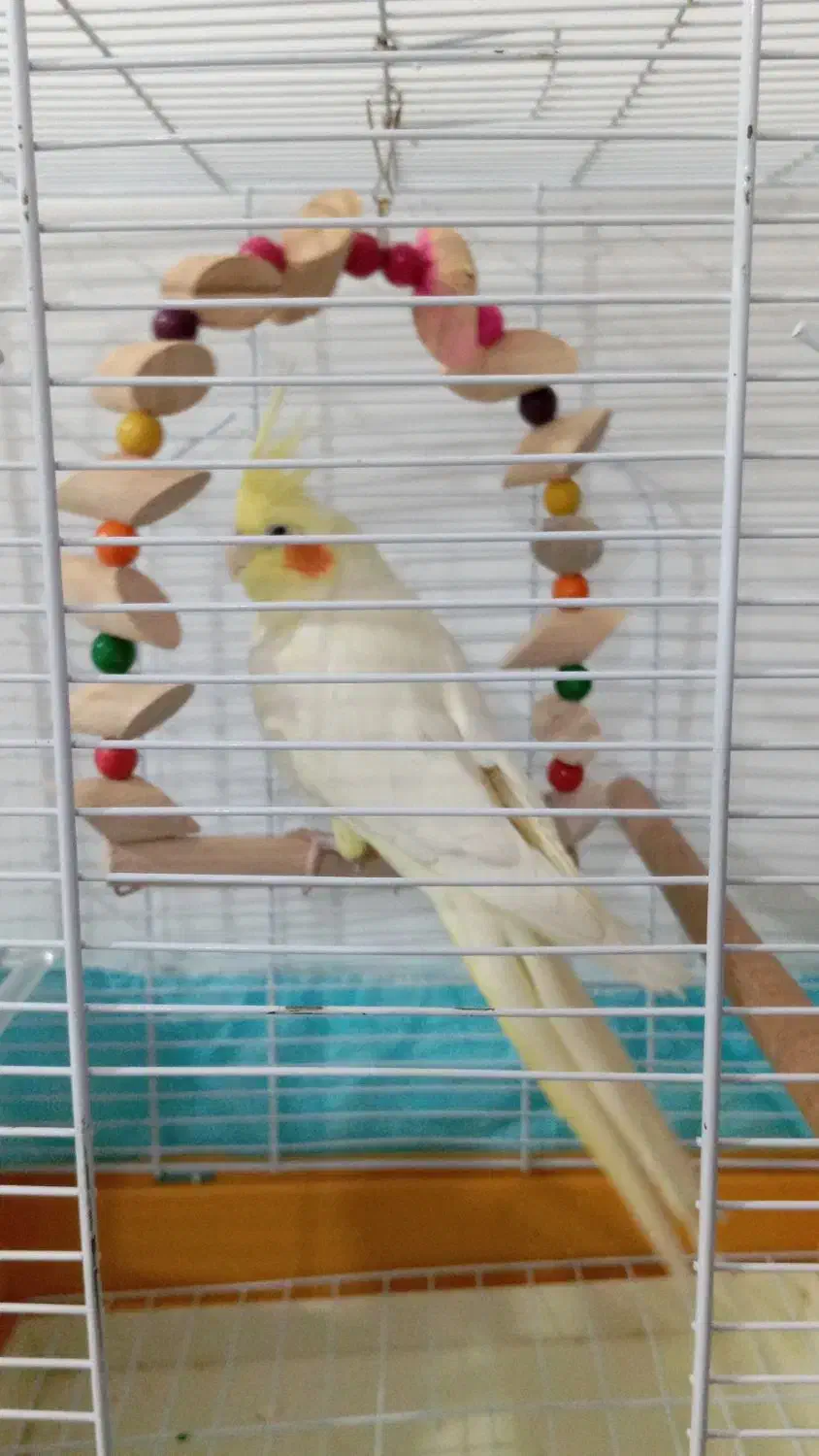 عروس هلندی رام|پرنده|سنندج, |دیوار