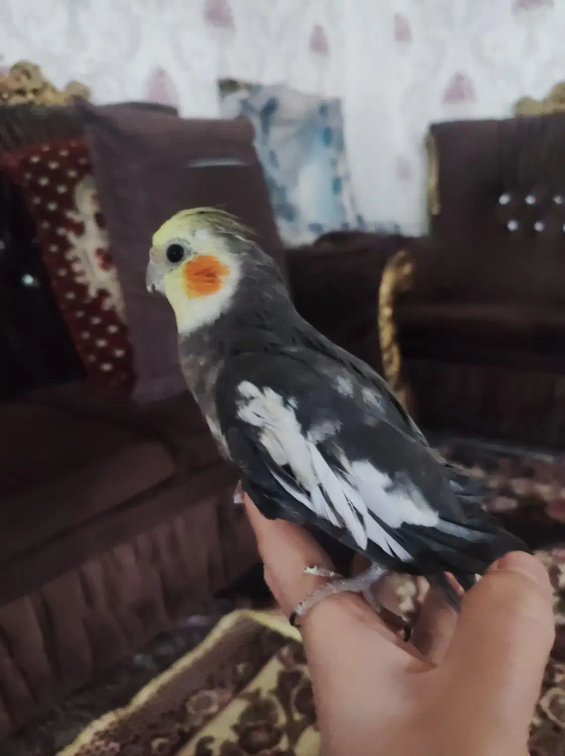 ۴ عدد عروس هلندی باهوش|پرنده|شیروان (خراسان), |دیوار