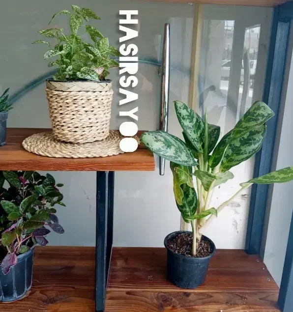 حصیربافی|صنایع دستی و سایر لوازم تزئینی|تهران, سهروردی|دیوار