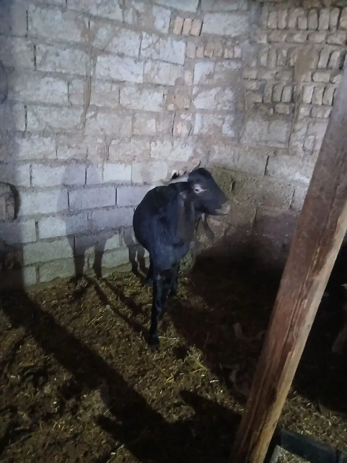 بز برای فروش گوسفند|حیوانات مزرعه|سوسنگرد, |دیوار