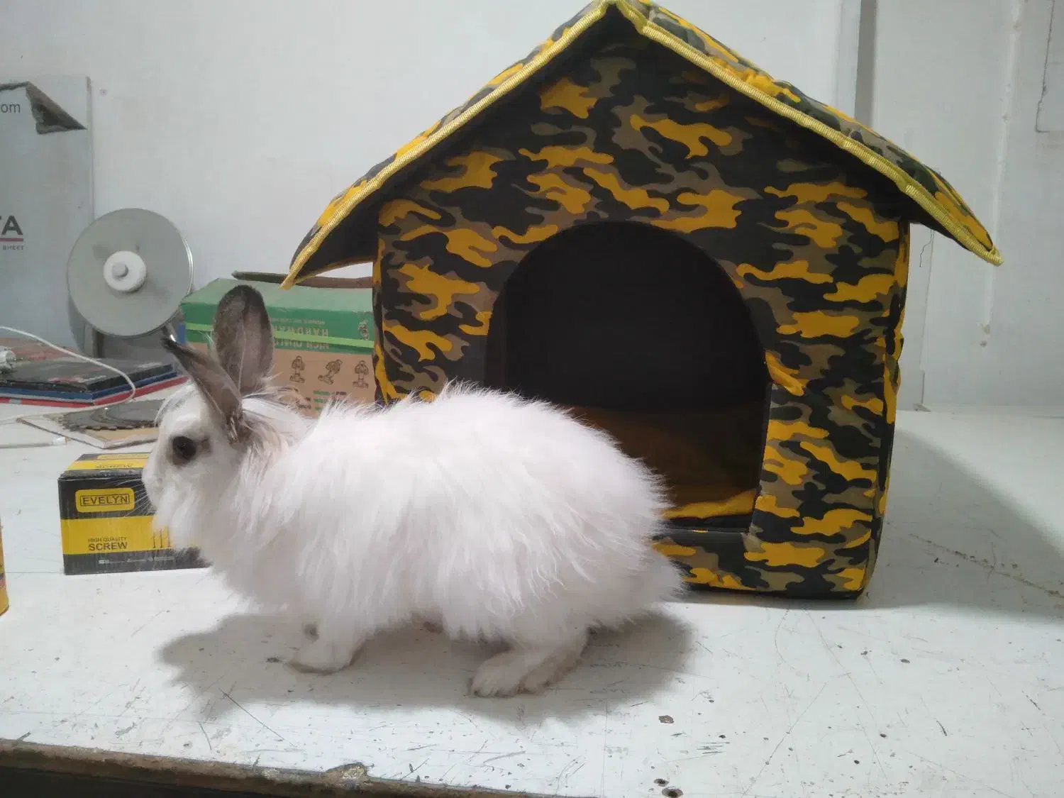 خرگوش|موش و خرگوش|مهاباد (آذربایجان غربی), |دیوار