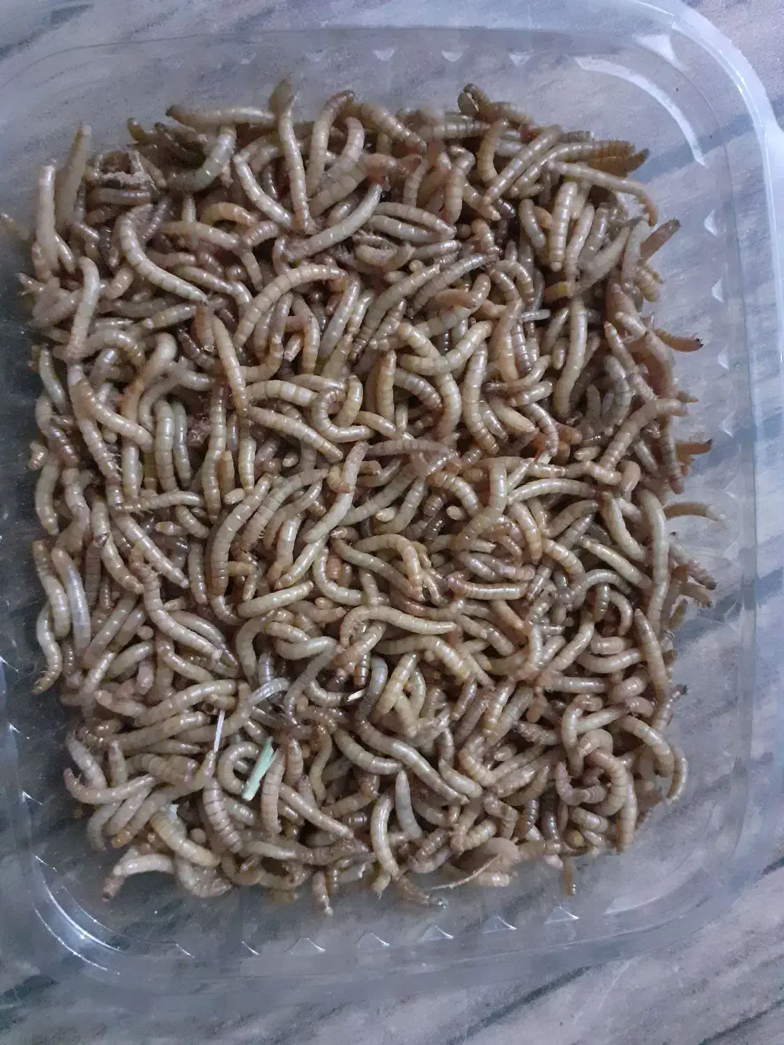 کرم میلورم|خزنده|همدان, |دیوار