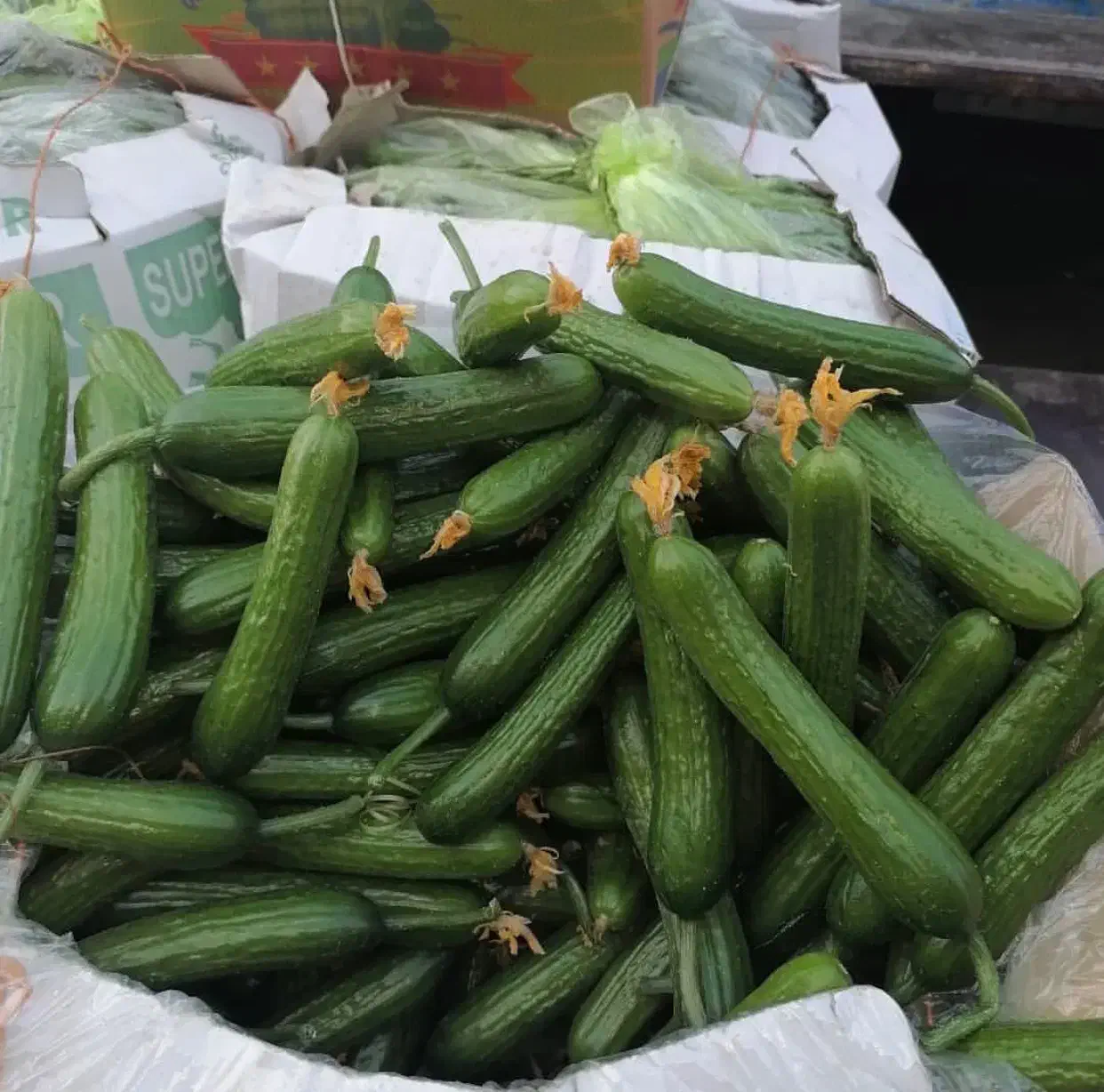 خیار گلخانه ای عمده مستقیم از باغ|خوردنی و آشامیدنی|تهران, هروی|دیوار