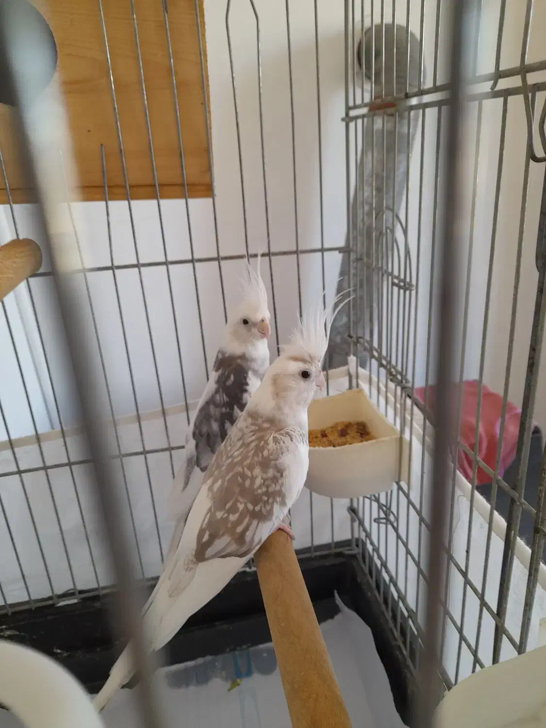 مولد واقعی عروس هلندی عتیقه|پرنده|آستارا, |دیوار