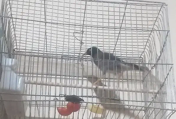 مینا|پرنده|کرمان, |دیوار