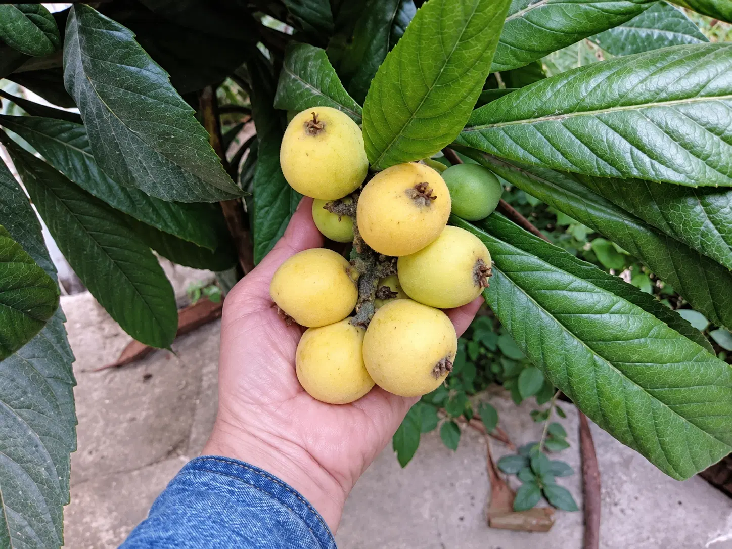 فروش نهال ازگیل و افرا (ژاپنی)|گل و گیاه طبیعی|شیراز, شهرک بهشتی|دیوار