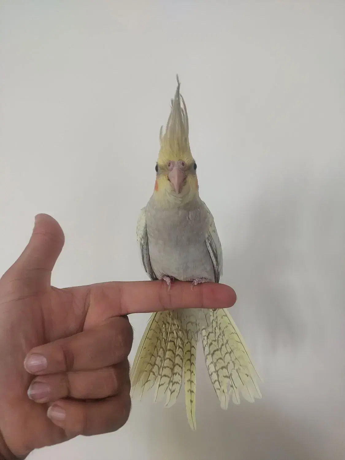 جوجه عروس هلندی۲ ماه|پرنده|بجنورد, |دیوار