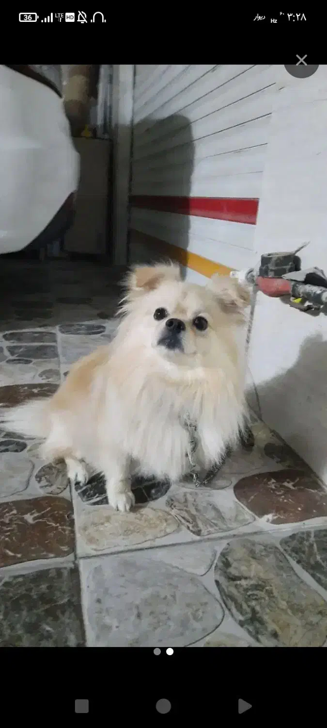 واگذاری سگ|سگ|کارون, |دیوار