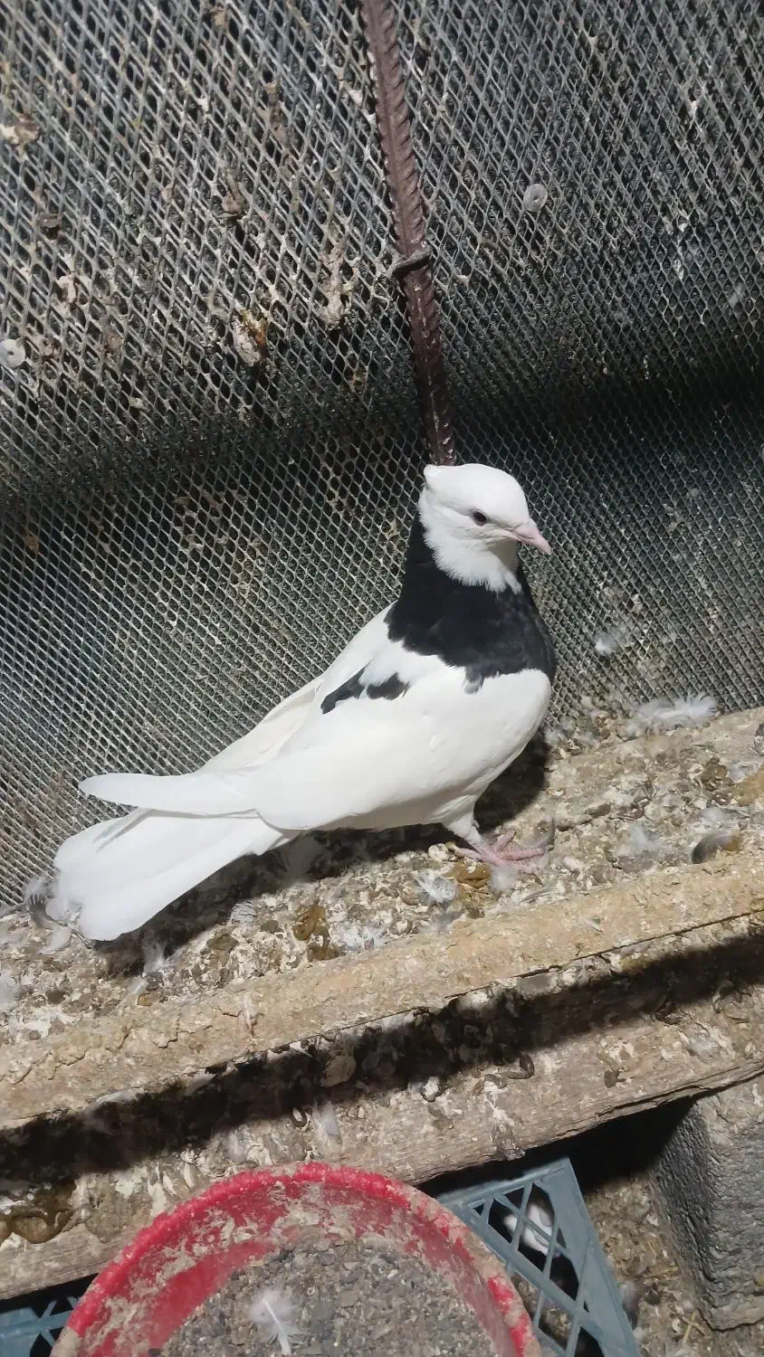 طوقی|پرنده|بندرعباس, |دیوار