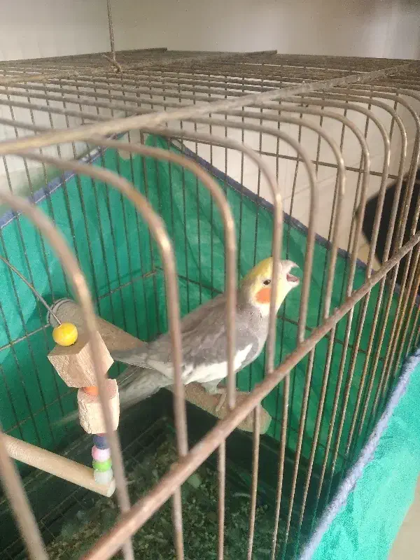 عروس هلندی|پرنده|یزد, |دیوار