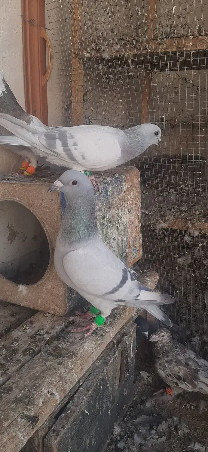 رنگه|پرنده|تربت‌حیدریه, ۴۵ متری|دیوار