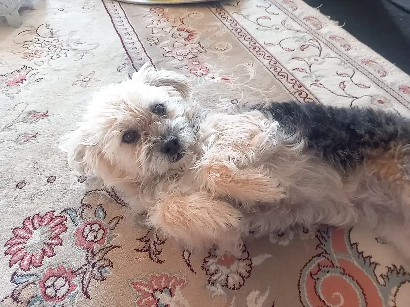 واگذاری سگ|سگ|تاکستان, |دیوار