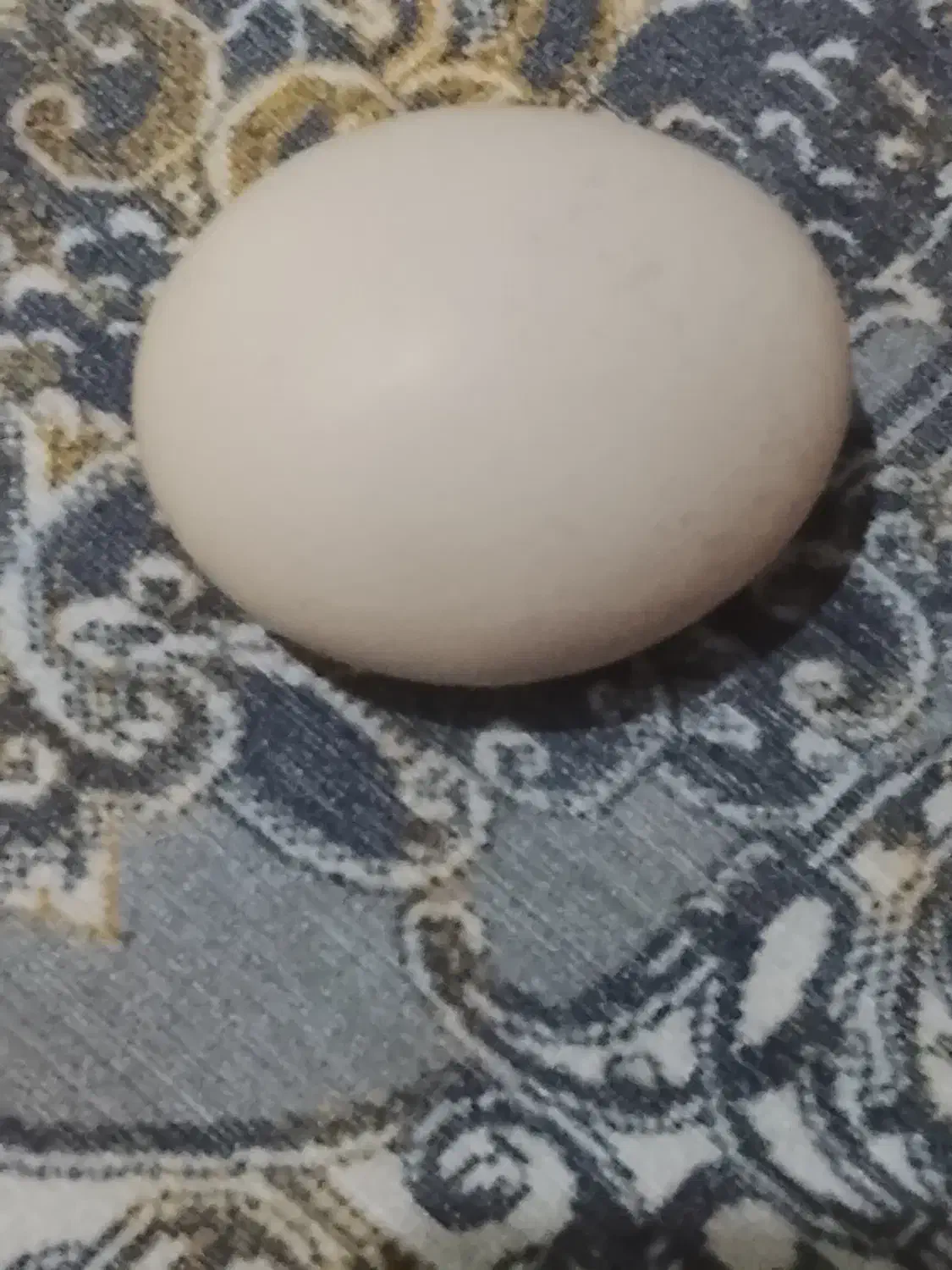 تخم مرغ محلی ودزرده محلی دونه ای8|خوردنی و آشامیدنی|بهارستان, |دیوار