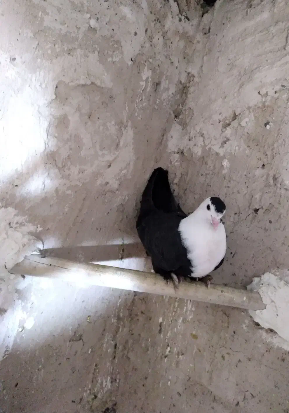 کربلایی|پرنده|طبس, |دیوار