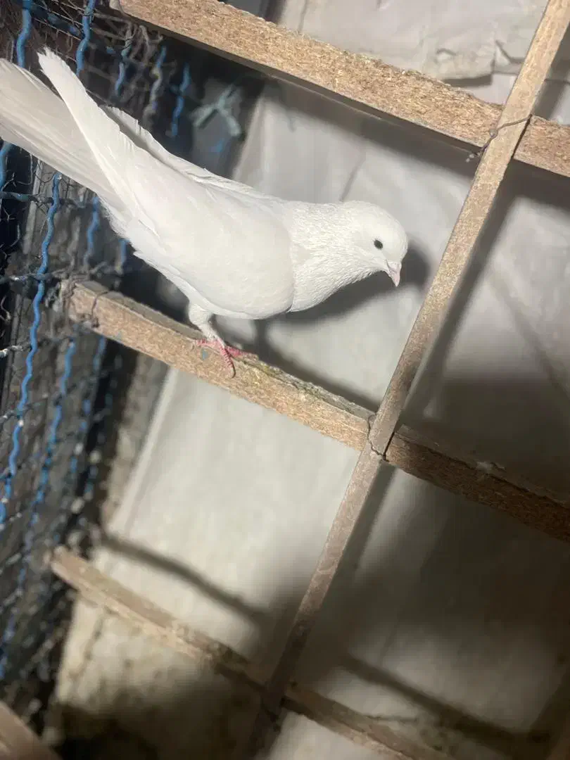 11تا کفتر ی جایی|پرنده|تهران, شهرک رضویه|دیوار