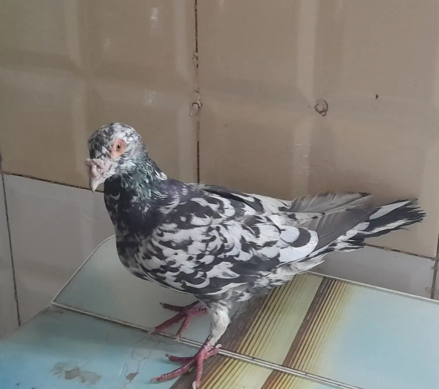 کوهی دورگ|پرنده|اهواز, کوی علوی|دیوار