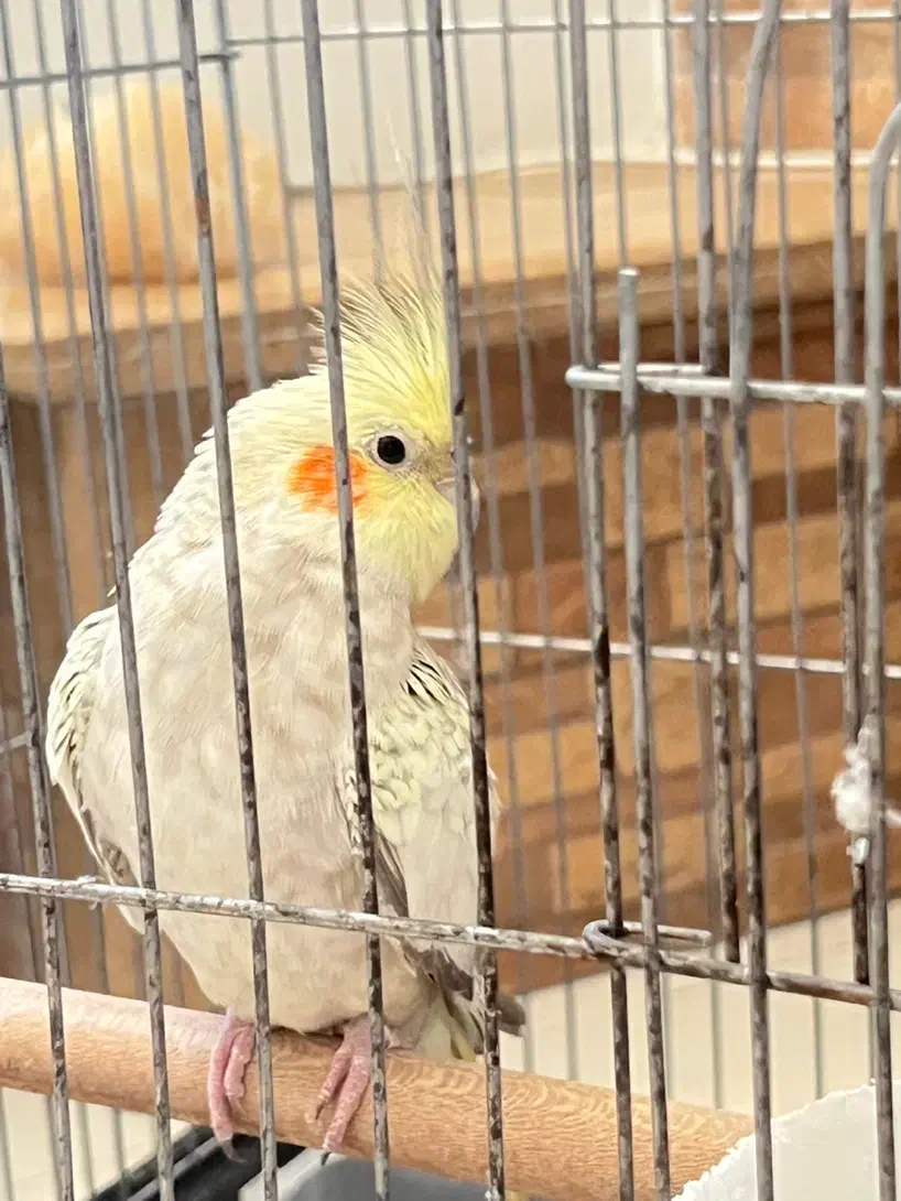 فروش عروس هلندی نر و بسیار باهوش به علت مهاجرت|پرنده|شیراز, معالی‌آباد|دیوار