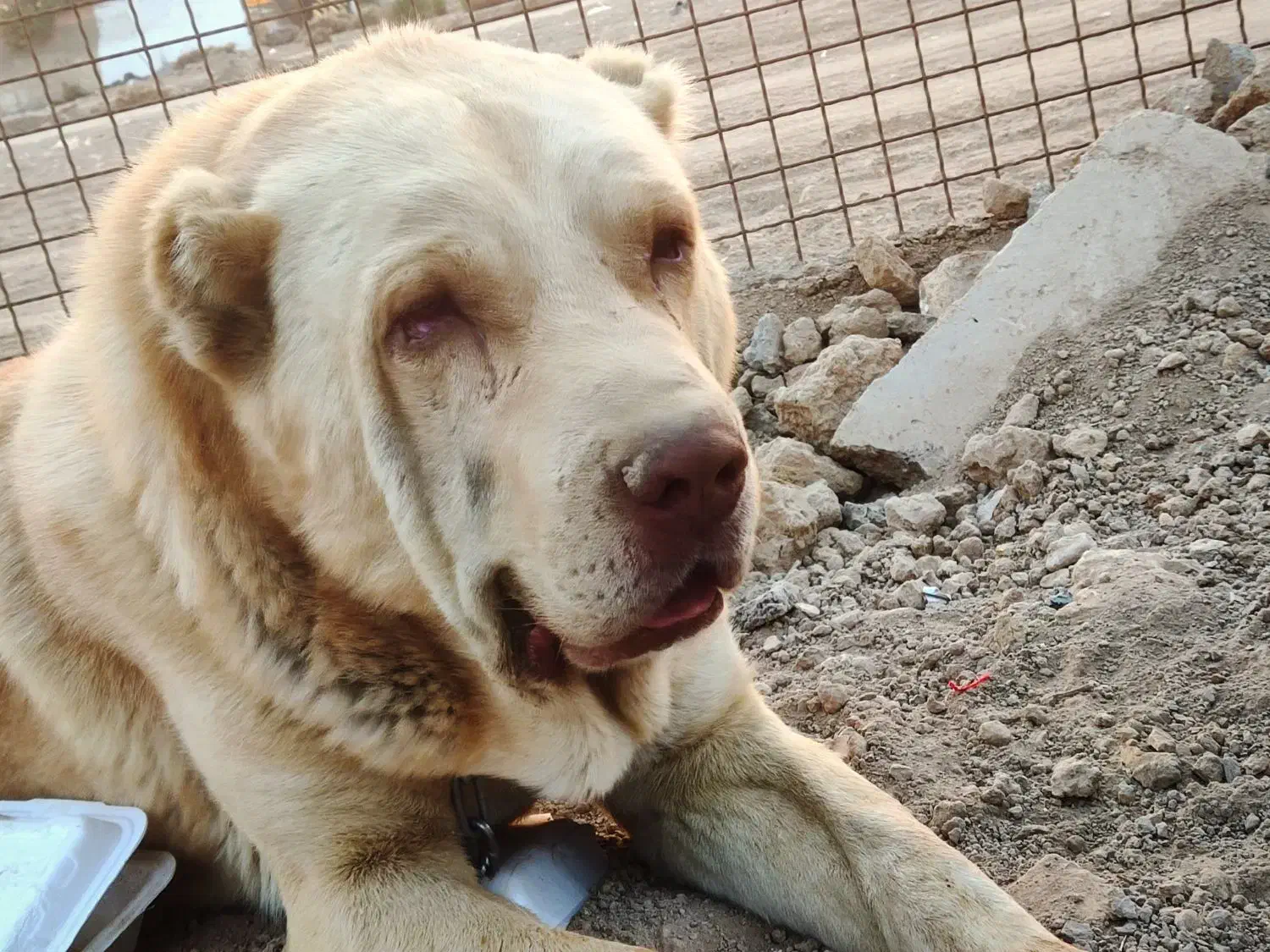 سگ گمشده|حیوانات|ری, حمزهآباد|دیوار