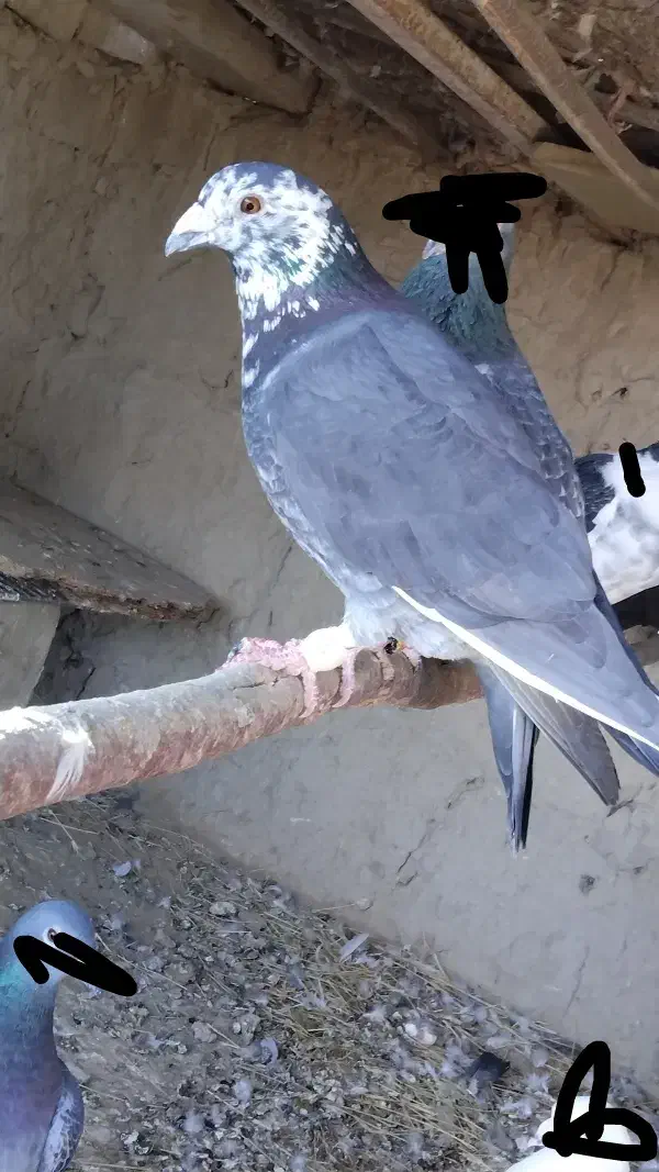 کفتر|پرنده|زابل, |دیوار