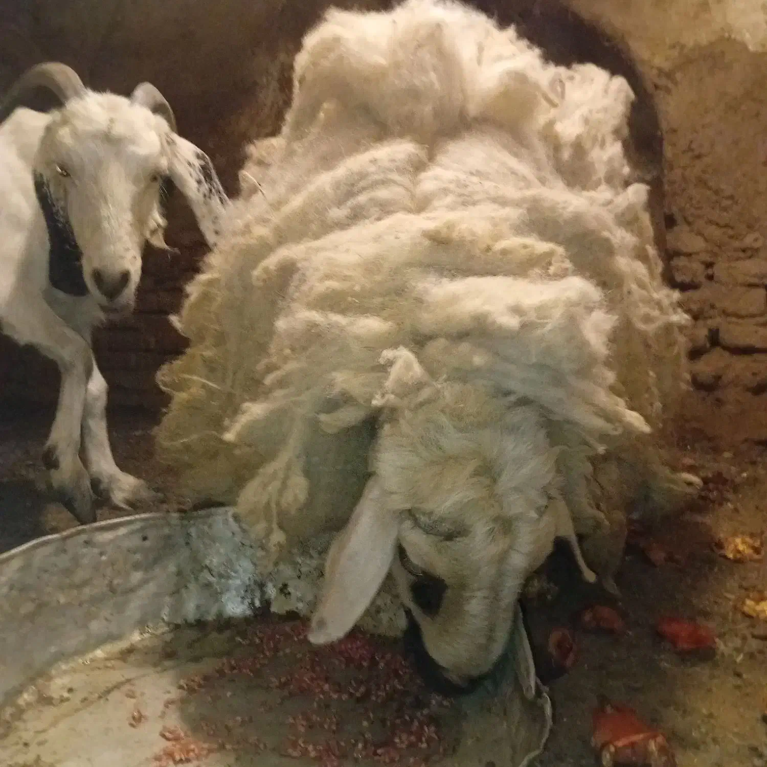 میش و بز پاکستانی|حیوانات مزرعه|کرمان, |دیوار