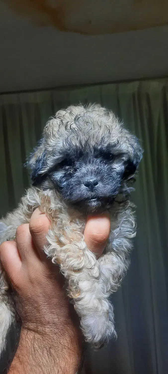 توله سگ های آپارتمانی نژاد پودل|سگ|مشهد, شهید رضوی|دیوار