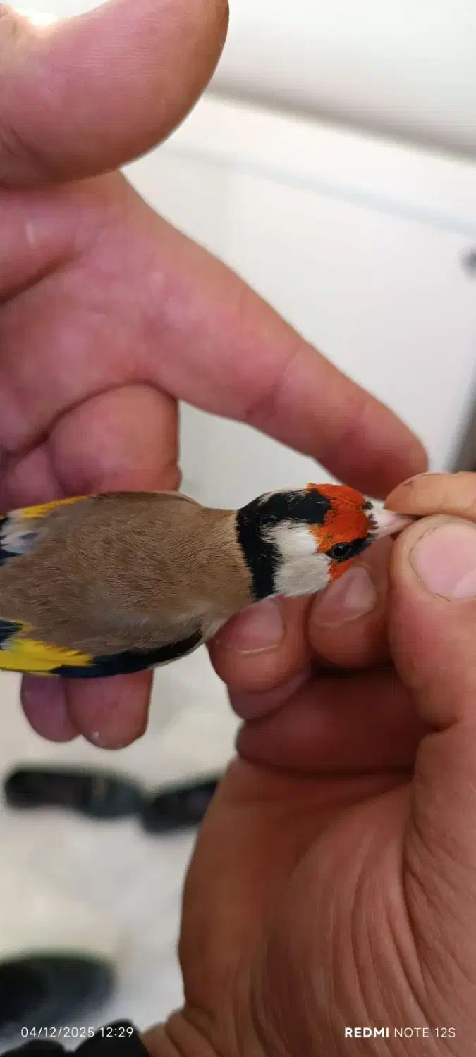 سهره غریب یکماه قفس|پرنده|سنندج, |دیوار