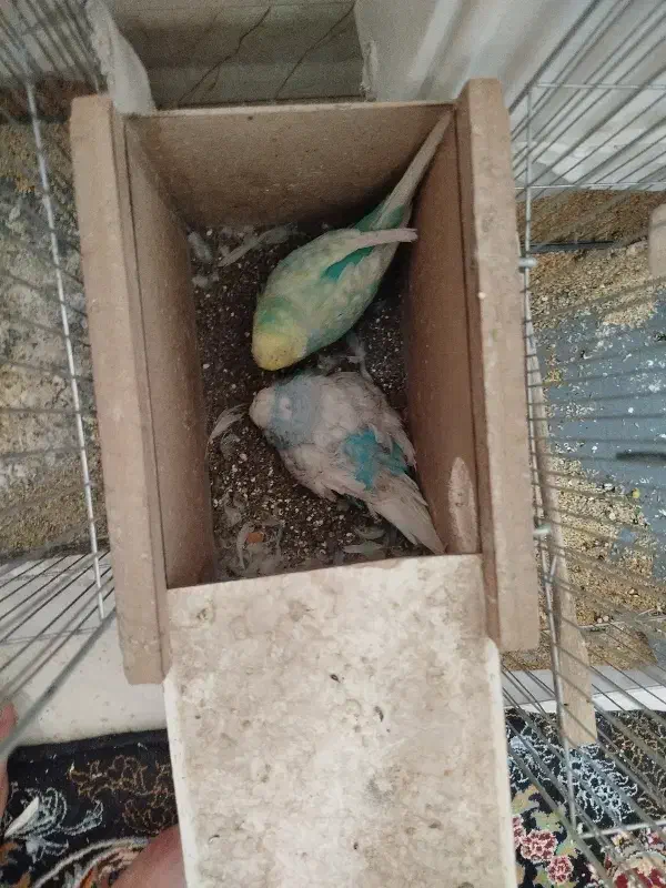 مرغ عشق هلندی گریدAمولدروتخم جواب داده خوش رنگ|پرنده|ساوه, |دیوار