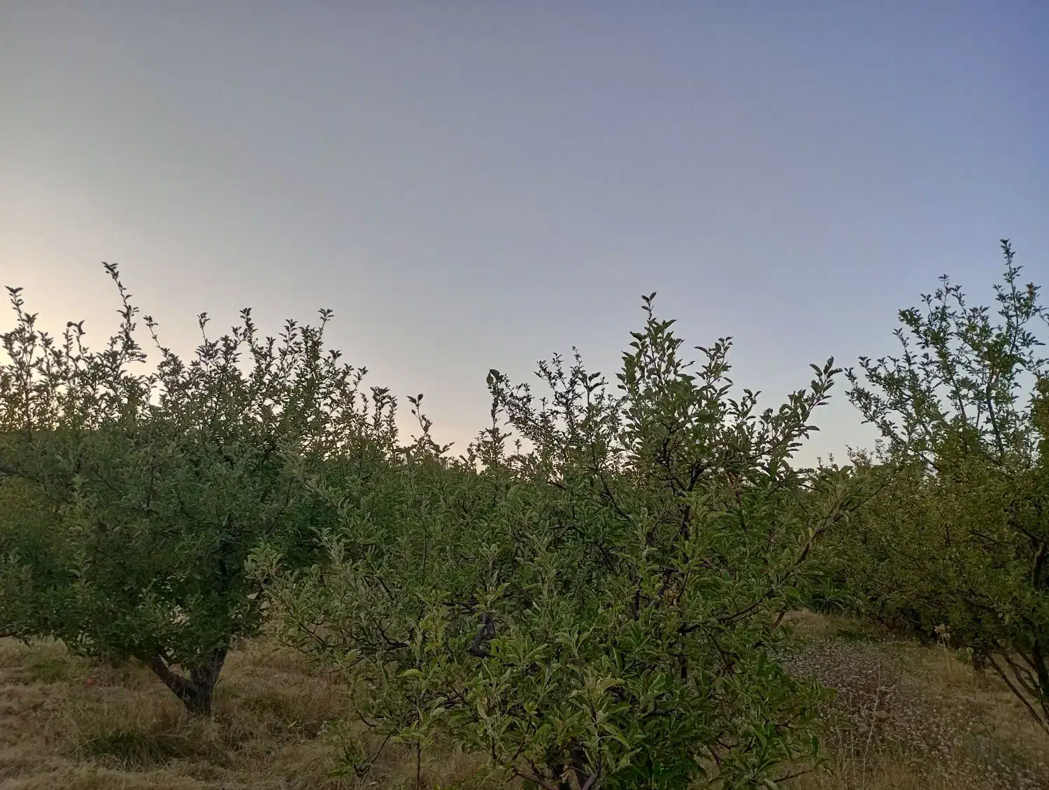 باغ واقع در روستای سرگیزه|فروش خانه و ویلا|مراغه, |دیوار