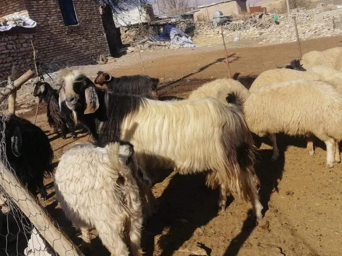 یک رائس بز نر سه ساله|حیوانات مزرعه|جوانرود, |دیوار