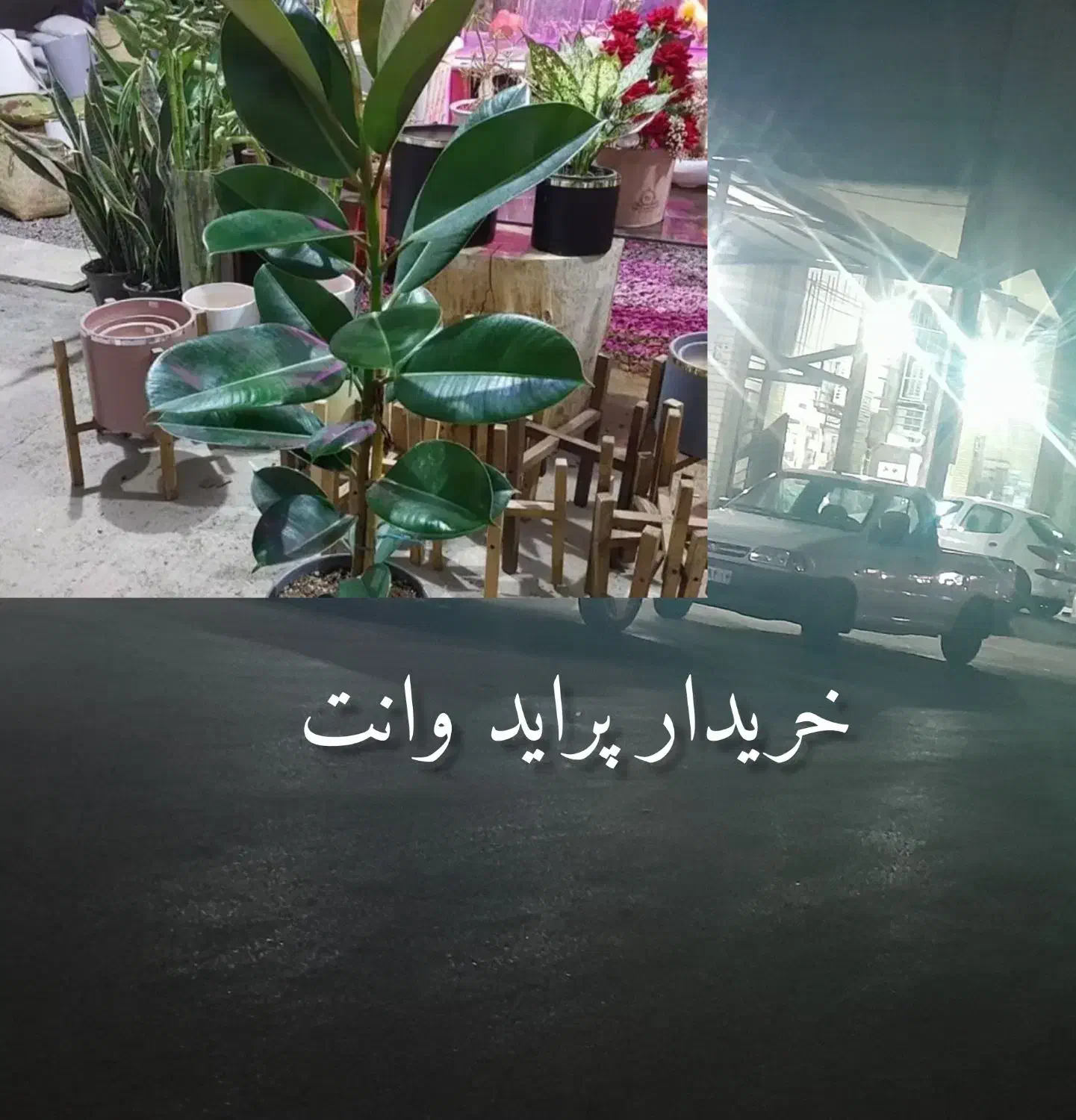 گل فیکوس سبز|گل و گیاه طبیعی|مسجد سلیمان, |دیوار