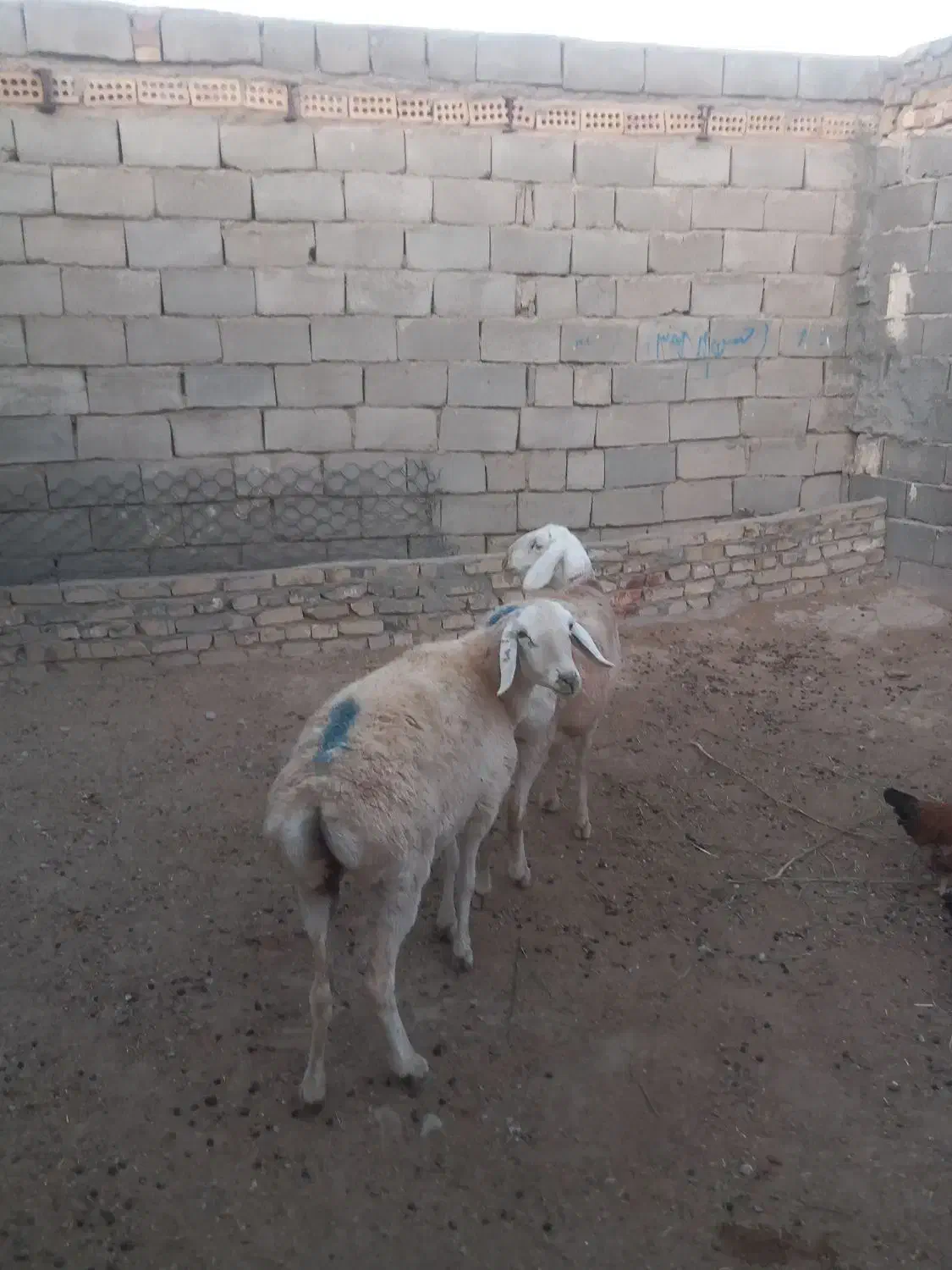 کاوورچینی|حیوانات مزرعه|تربت جام, معدآباد|دیوار